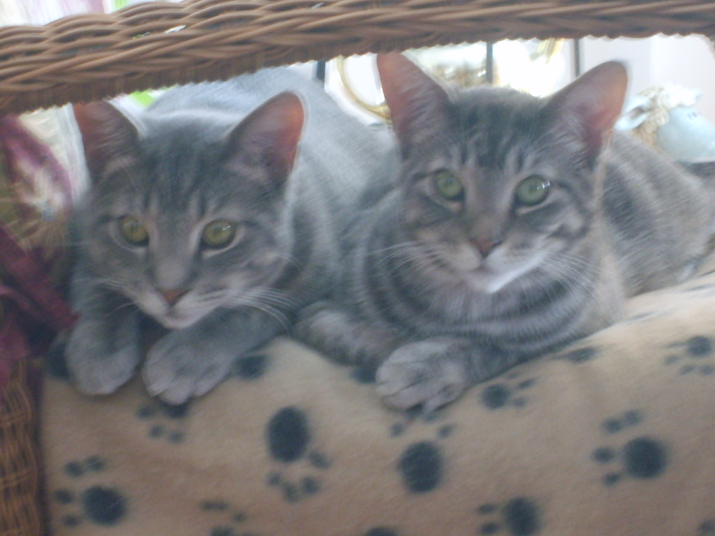 picture of tabby cats